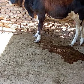 öküz