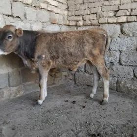 ŞWES OKÜZ