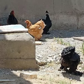 brama