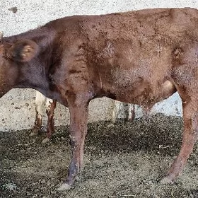 Öküz