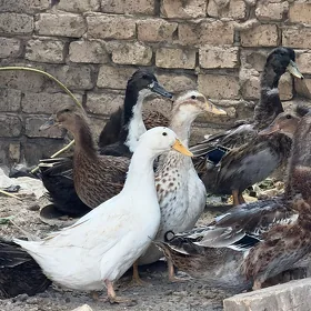 gak gak doguma giren