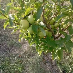 Satlyk önümçülik bagçylyk 30ga