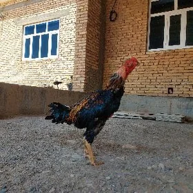 Taşkent