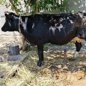 Sygyr