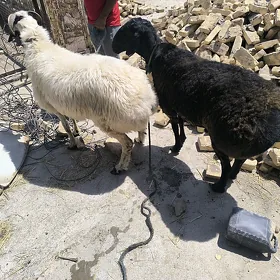 Goçlar