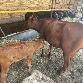 Inek Öküzce