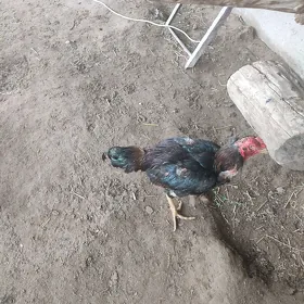 baýso
