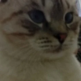 котята