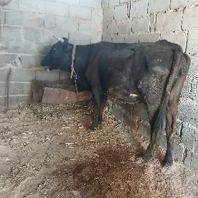 göleli sygyr