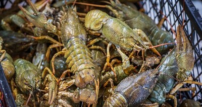 Hytaýly alymlar göze zeper ýetirýän howply wirusy ýüze çykardylar - img 2