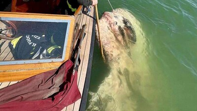 Ägirt uly aý-balyk Wenesiýa kanalyny bekledi - img 2