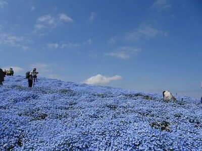 Небо под ногами: в японском парке Хитачи расцвели миллионы голубых немофил - img 3