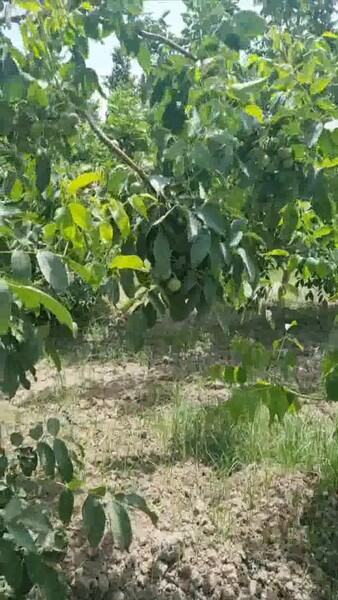 Hoz nahaly - Kerki - video