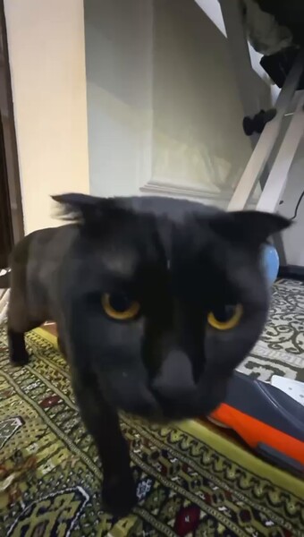 Sowetskiy elitka 3 komnat - ул. Советская (Гарашсызлык шаёлы) - video