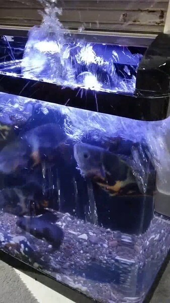 астроноусы - Ашхабад - video