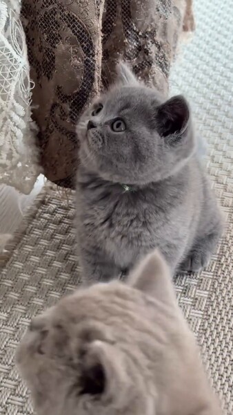 ŞOTLAN PIŞIK Кошки - Ашхабад - video