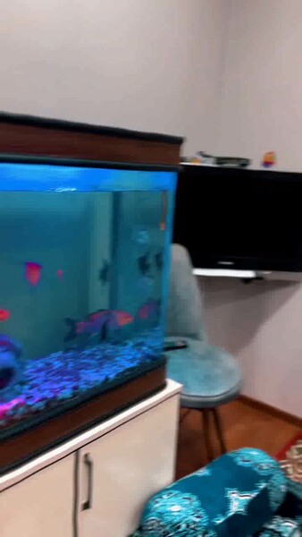 žalýuz zanaweska hyzmaty - Ашхабад - video